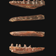 Image for article titled Barack Obama just had a prehistoric lizard named in his honor. Can you guess why?